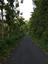 Jalanan yang mulus dipagari pepohonan Jati